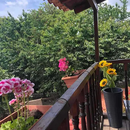 Daisy * 斯基亚索斯镇