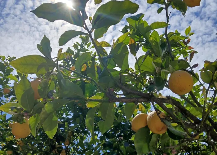 Daisy Διαμέρισμα *