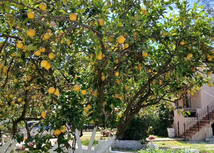 Daisy Διαμέρισμα